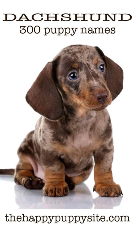 female wiener dog names|top 10 dachshund names girl.